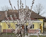 Budapest XV. kerület Ikerház 9