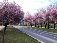 Verkauf einfamilienhaus Tököl, 106m2