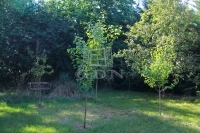 Őrbottyán 家庭别墅 10