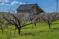 Edelény 农业区域 - 13.500.000 HUF