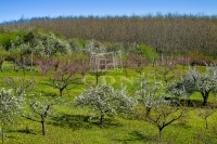 Edelény 农业区域 4