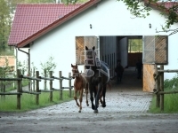 Siófok Mezőgazdasági terület 64
