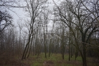 Döröske Mezőgazdasági terület 9