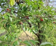 Zalaegerszeg Nyaraló 10