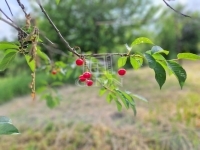 Zalaegerszeg Nyaraló 12