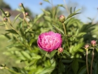 Zalaegerszeg Telek 22