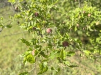 Zalaegerszeg Nyaraló 31