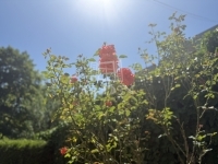 Zalaegerszeg Családi ház 67