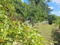 Cserszegtomaj Családi ház 30