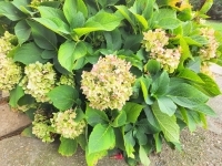 Zalaegerszeg Lakás (téglaépítésű) 41