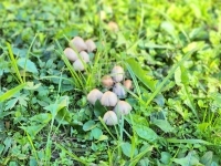 Babosdöbréte Family House 37