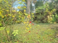 Zalavég Családi ház 19