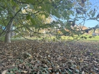 Teskánd Családi ház 42