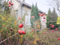 Gellénháza Családi ház 58