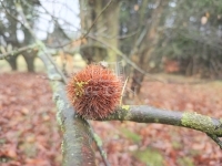 Gellénháza Családi ház 56