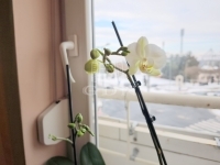 Zalaegerszeg Lakás (téglaépítésű) 15