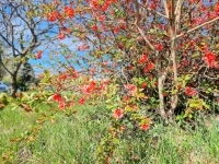 Zalakaros Nyaraló 22