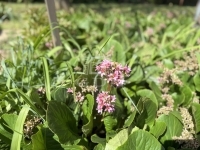 Zalaegerszeg Családi ház 5