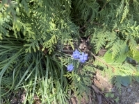 Zalaegerszeg Családi ház 55