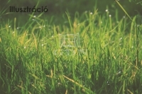 Székesfehérvár Telek 2