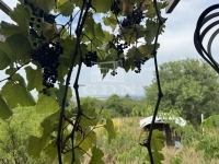 Lovasberény Tanya 1