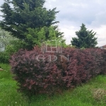 Pétfürdő Családi ház 14