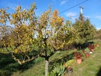 Óbudavár Családi ház 15