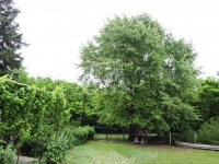 Felsőlajos Családi ház 0