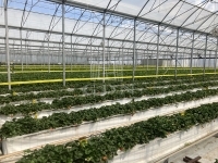 Kecskemét 农业区域 2