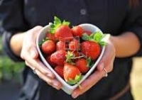 Kecskemét 农业区域 0