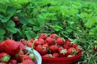 Kecskemét 农业区域 1