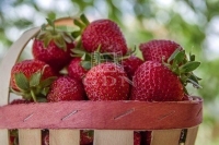 Kecskemét 农业区域 - 540.000.000 HUF