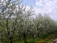 Kecskemét Mezőgazdasági terület 1