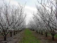 Kecskemét Mezőgazdasági terület 0