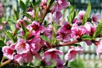 Kecskemét Mezőgazdasági terület 2