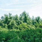 Babosdöbréte Mezőgazdasági terület 1