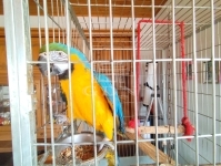 Mátyásdomb Családi ház 35